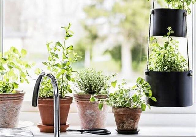 Những loại cây phong thủy trong bếp